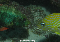 Odd couple? by Parker Corey 